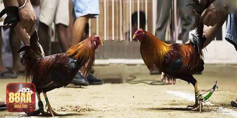 Kho trận phong phú, diễn ra liên tục cùng 88AA