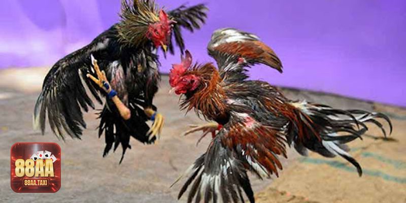 Trực tiếp đá gà cựa sắt Campuchia - Vì sao người xem bị cuốn?